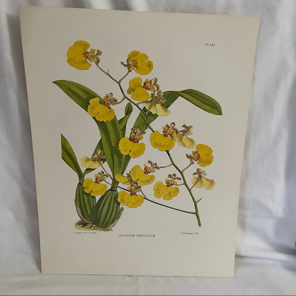 Vintage Oncidium Orchid Print AOS 1989